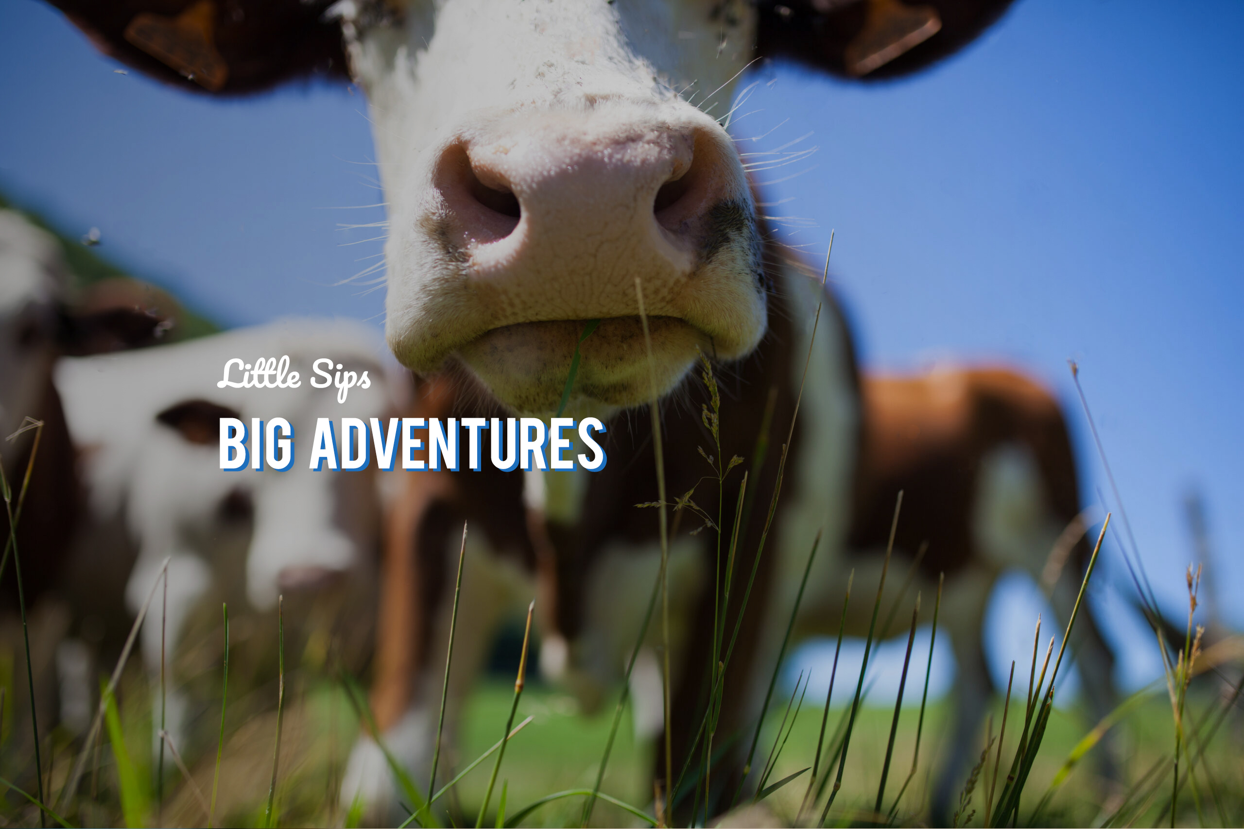 COW milk scaled WITH TEXT